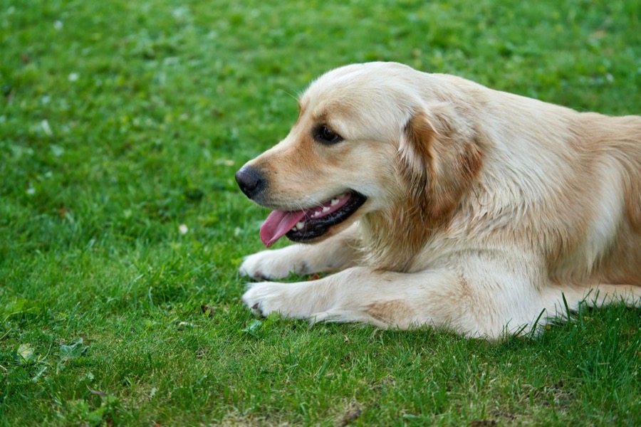 A golden retriever resting on the grass